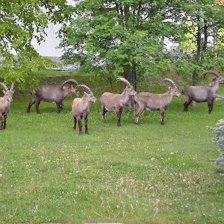 Niedergraechen Grächen